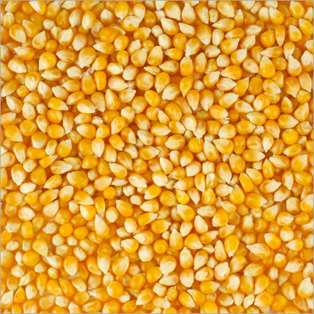Maize