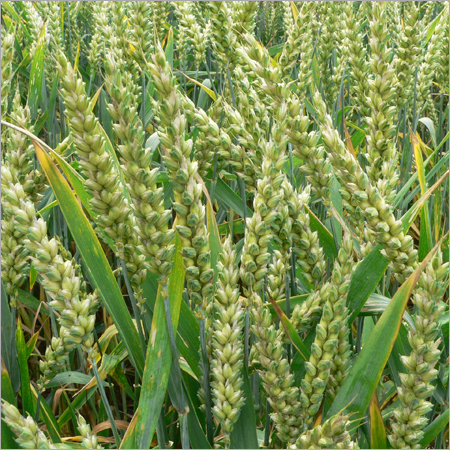 Wheat