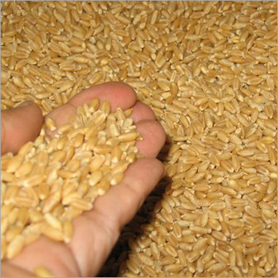 Wheat