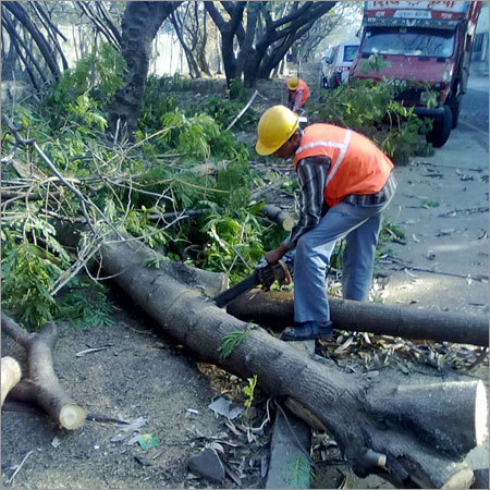 Tree Cutting Services