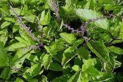Tulsi Extract Capsule