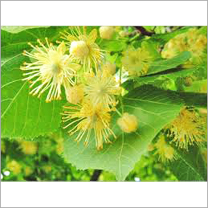 Linden Blossom