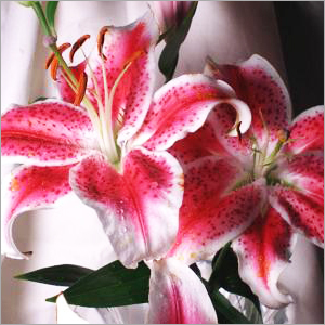 Lily Flower Oil