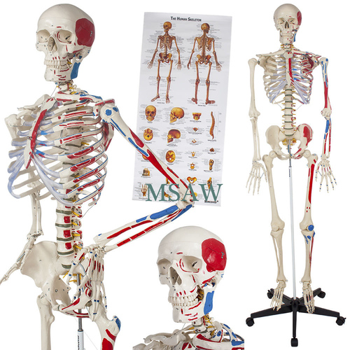 Human Anatomy Models