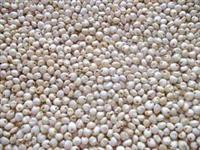Jowar Seeds