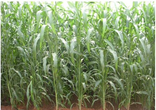 Organic Jowar Seeds