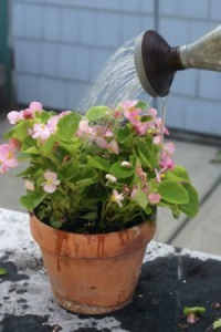Organic Liquid Fertilizers