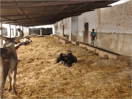 Animal Welfare Organizations