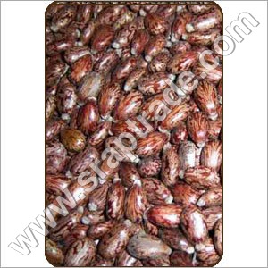 Hybrid Castor Seeds