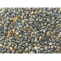 Sunhemp Seed