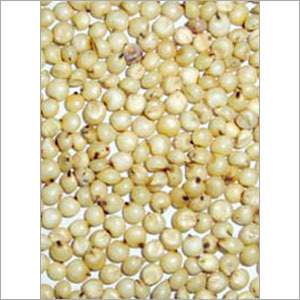 Sorghum Seeds
