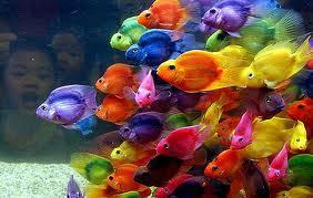 Color Fish