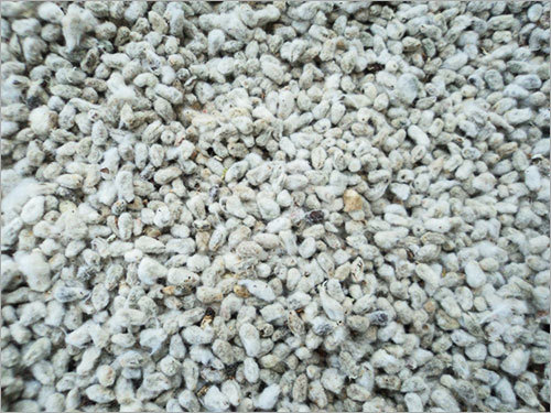 Raw Cotton Seeds
