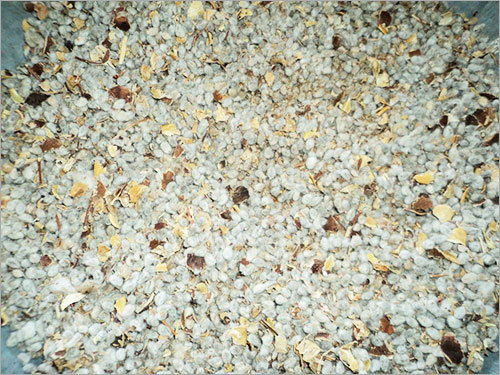 Cotton Seeds