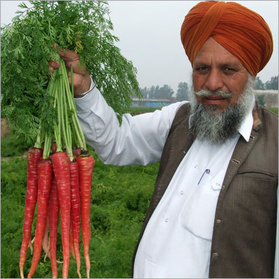 Carrot Seeds
