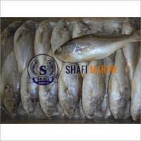 Frozen Silver Croaker India