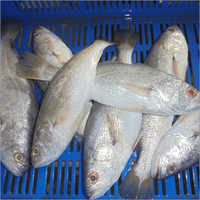 Frozen Silver Croaker Exporter