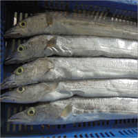 Marine Frozen Sea Foods