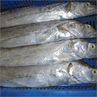 Frozen Sea Fish