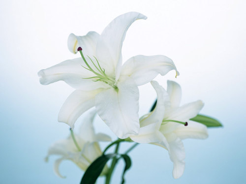 Lily Flower