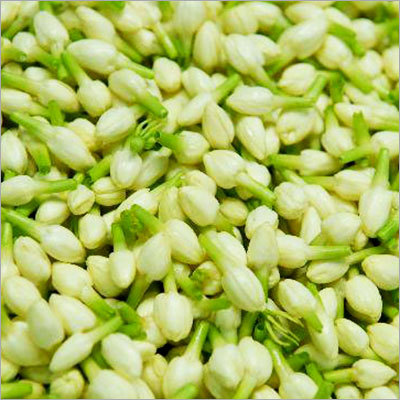 Indian Jasmine Indian Jasmine