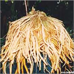 Asparagus Racemosus Roots