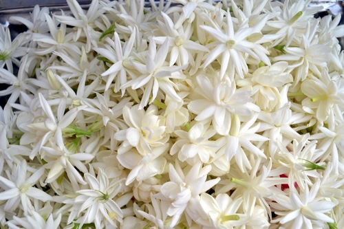 Jasmine Flowers