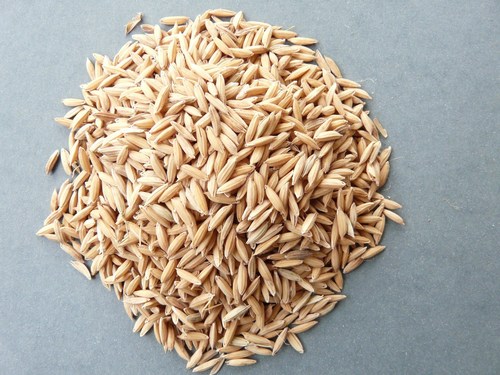 Pusa 2511 Seeds