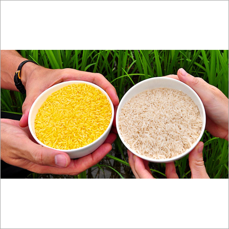 Golden Rice Admixture (%): 0.1 %