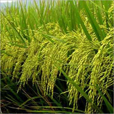 Rice Plant