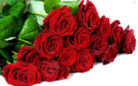 Rose Flower