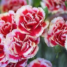 carnation