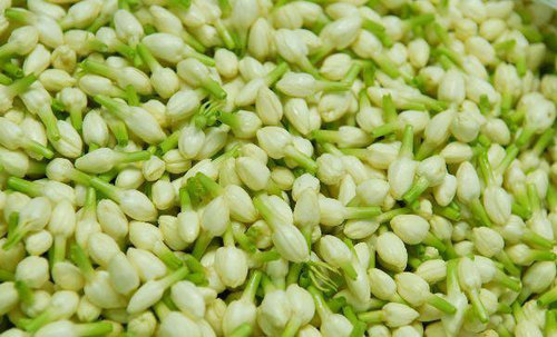 Jasmine Flowers