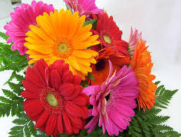 Gerbera Flowers