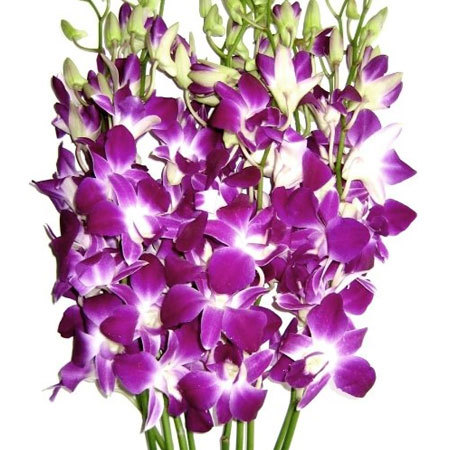 Orchid Flower