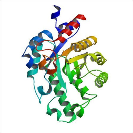 Xylanase Enzyme