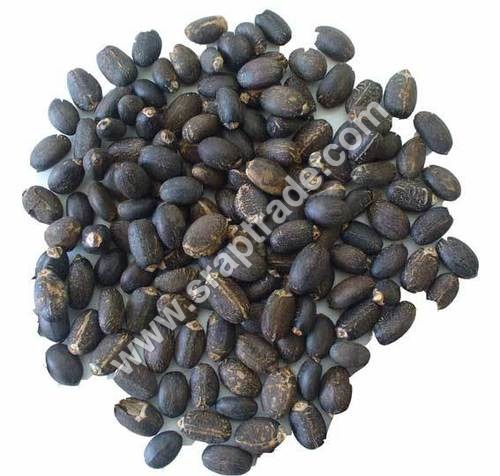Jatropha Seed