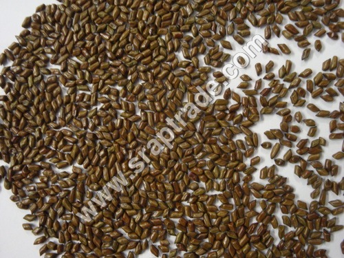 Cassia Tora Seeds By SHREE RAGHVENDRA AGRO PROCESSORS