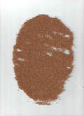 Red Millet Panicum