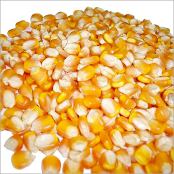 Yellow Maize