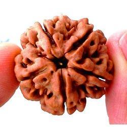 5 Mukhi Rudraksha