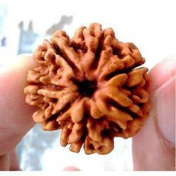 7 Mukhi Rudraksha