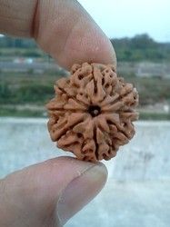 8 Mukhi Rudraksha