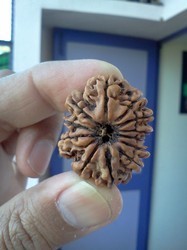 12 Mukhi Rudraksha