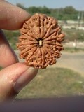 14 Mukhi Rudraksha
