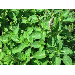 Fresh Tulsi Fresh Tulsi