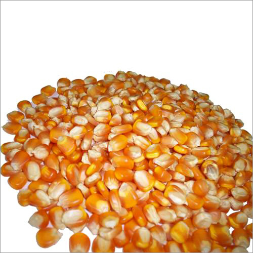 Indian Maize Indian Maize