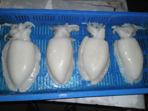 Cuttlefish Exporters