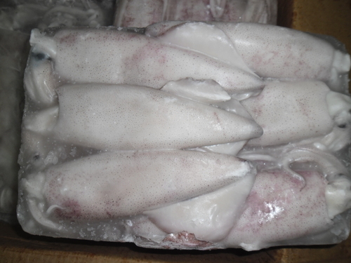Squid Whole