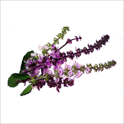 Basil Oil